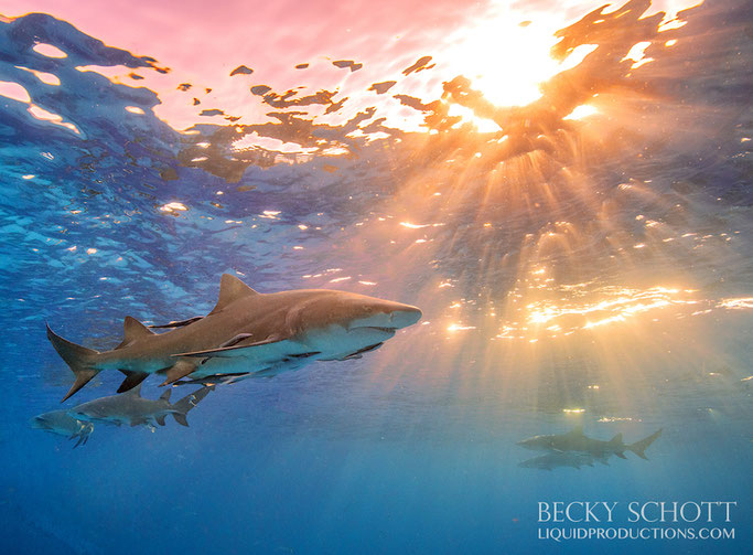 Lemon Sharks | Becky Schott