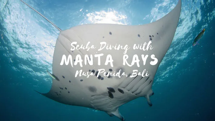 Scuba Diving With Manta Rays in Nusa Penida, Bali