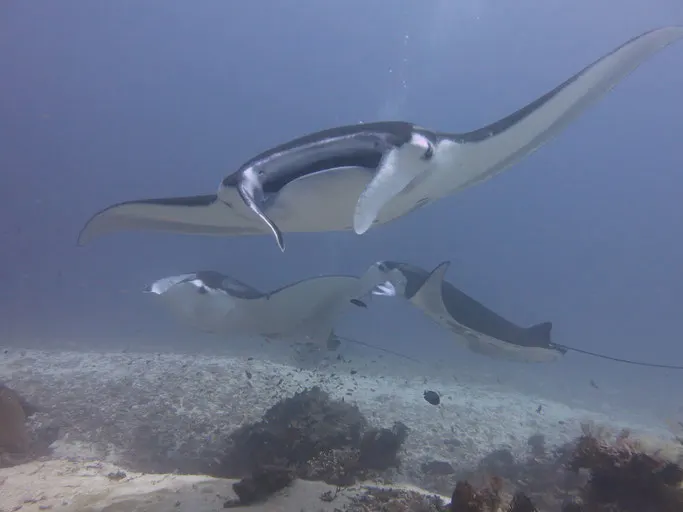manta rays in Raja Ampat