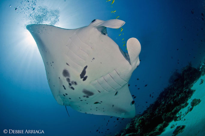 manta research 