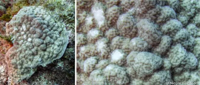 MUSTARD HILL CORAL - Porites asteroides
