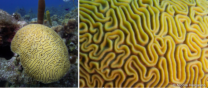 bet corals to see underwater