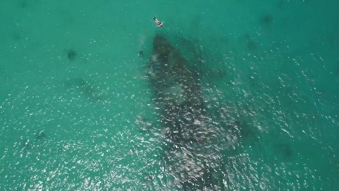 scuba diving in Barbados