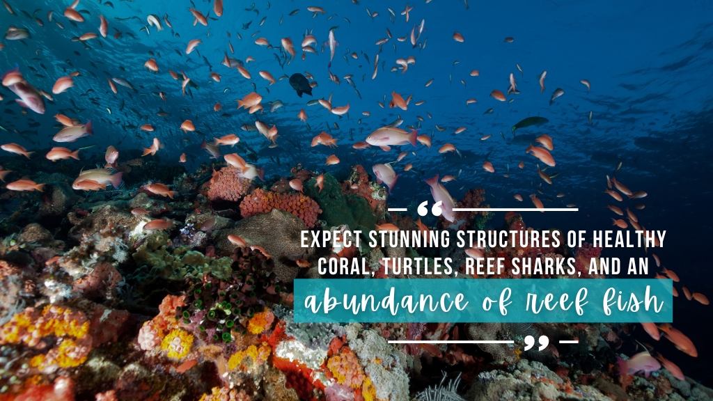 An underwater coral scene with a large amount of healthy coral in orange and green tones, deep blue ocean in the background, and lots of small pink and silvery fish. Overlaid white text quotes the article. 