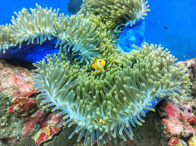 A clownfish at one of the best dive sites in Komodo