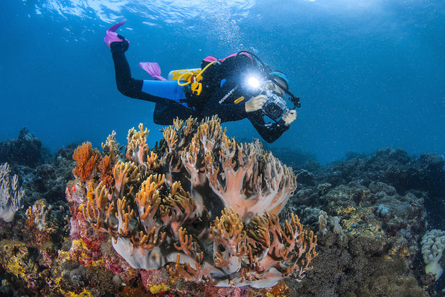 A scuba diver photographing colourful corals in Komodo National Park