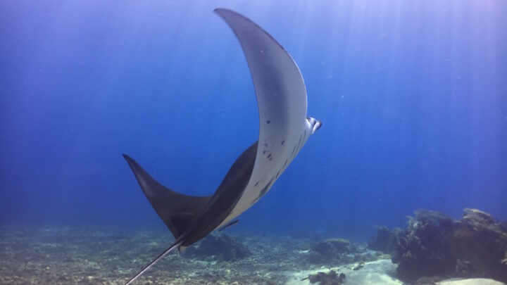 Your Guide to Scuba Diving in Komodo, Indonesia