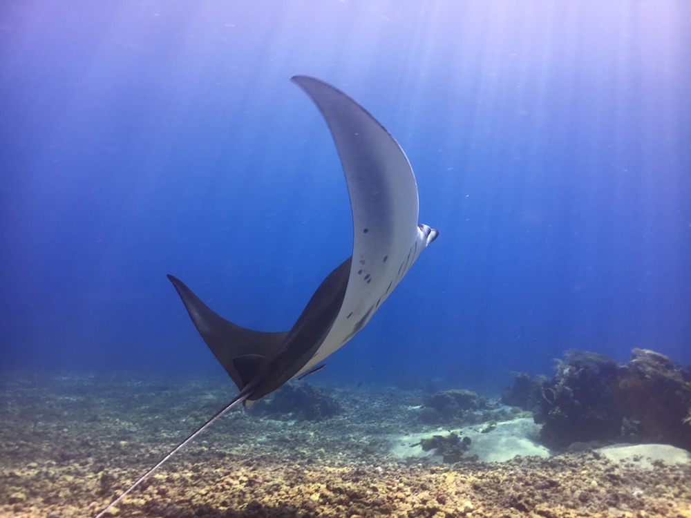 Your Guide to Scuba Diving in Komodo, Indonesia