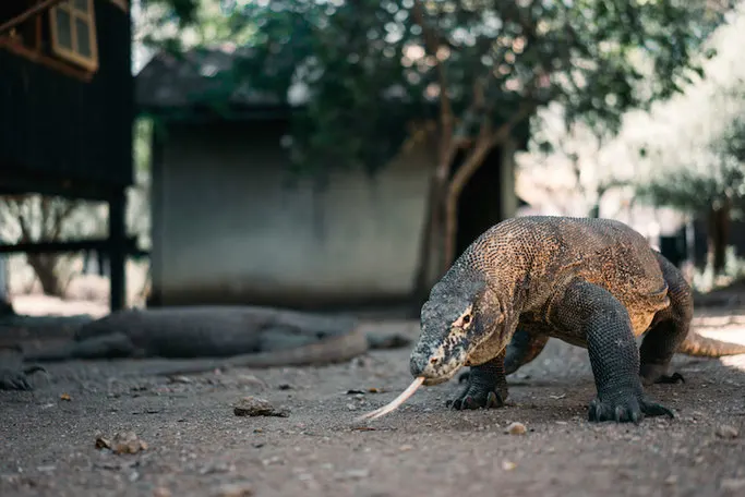 Komodo dragon in Komodo National Park