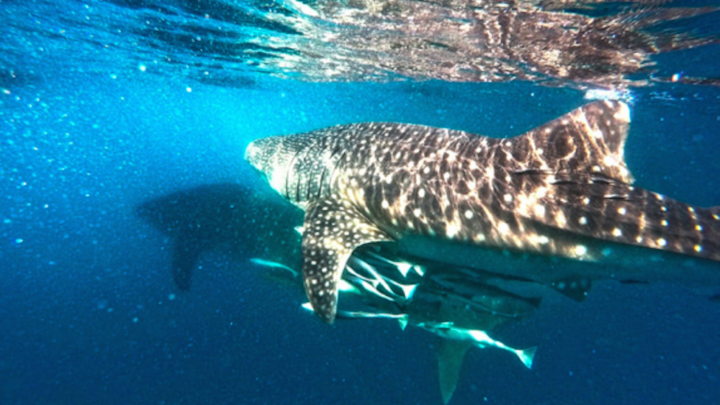 Scuba Diving in Sangalaki