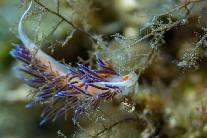 diving in Croatia 