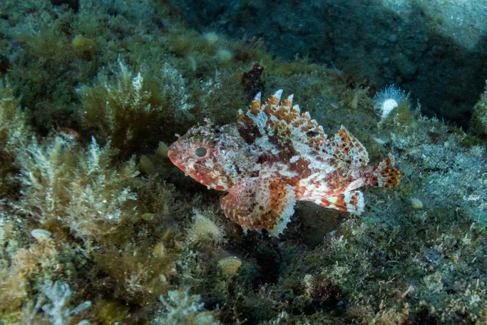 scuba diving in montenegro