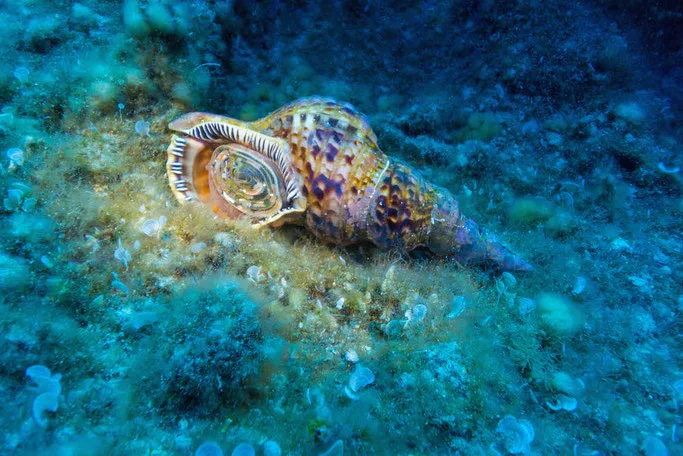 scuba diving in Romania