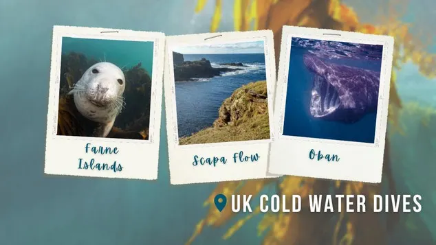 Polaroid images show a seal, a drone image of the Orkney Islands, and a basking shark