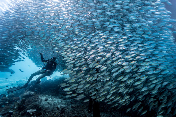 scuba diving in Raja, Indonesia