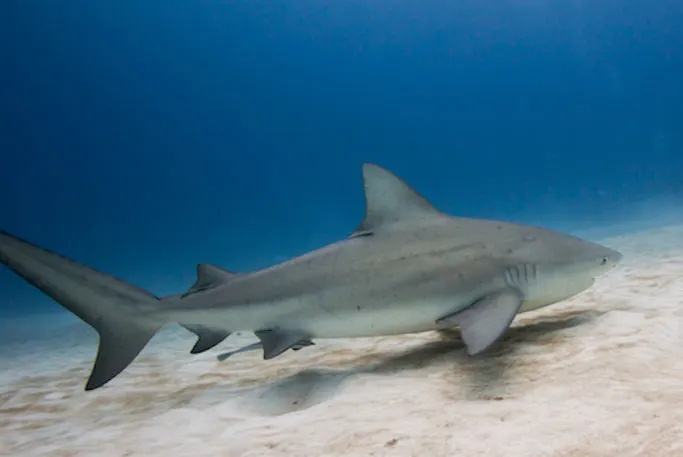 Best Dive Sites in Yucatán