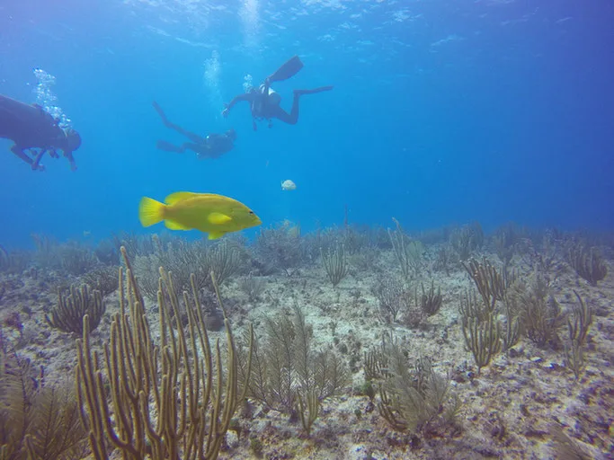 scuba diving in Mexico