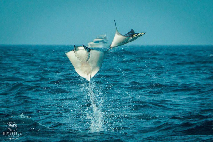 dive with mobual rays