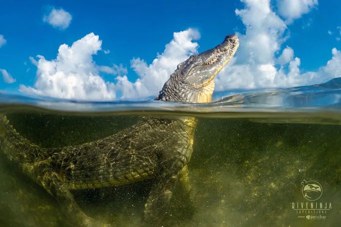 diving with crocs in mexcio