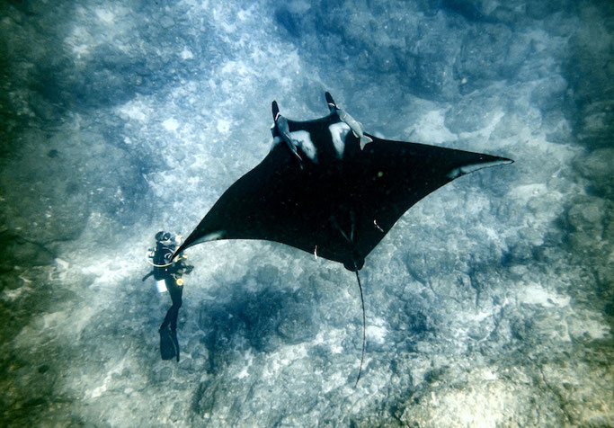 diving with manta rays in mexico