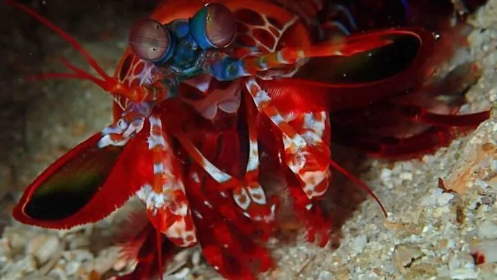 scuba diving in Malapascua