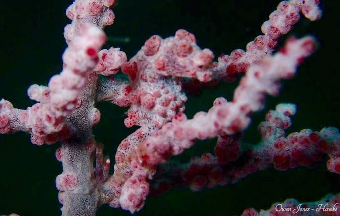 Malapascua diving