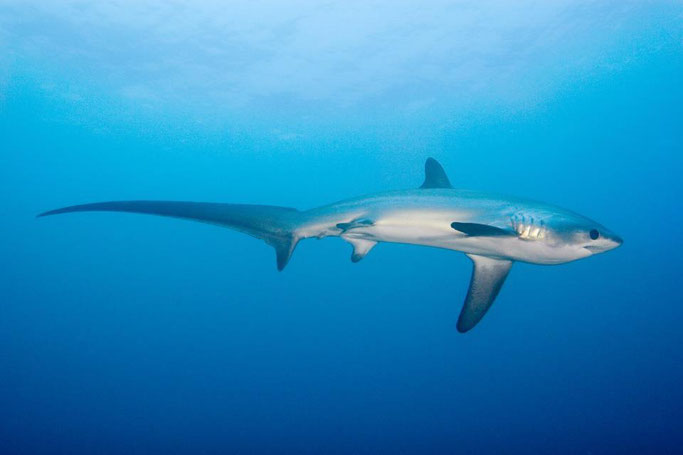 threser shark