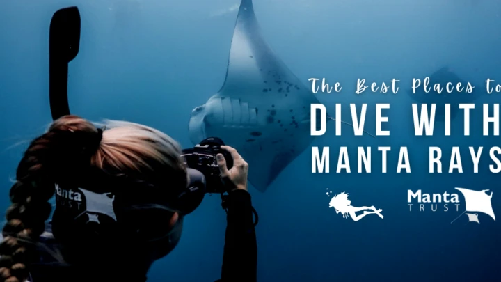 Scuba Dive With Manta Rays