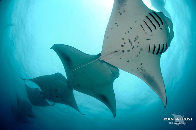 A chain of feeding manta rays photographed from below