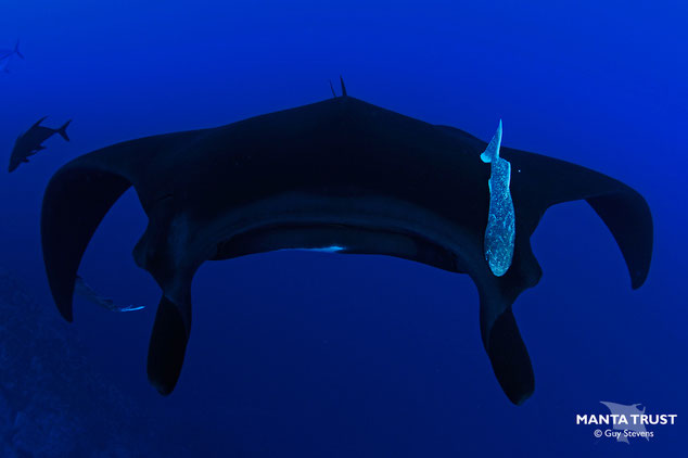 A large black oceanic manta ray swims towards the camera with two other fish