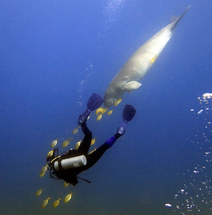 A woman diver swims with a dugong in clear, deep blue water in Marsa Alam, Egypt
