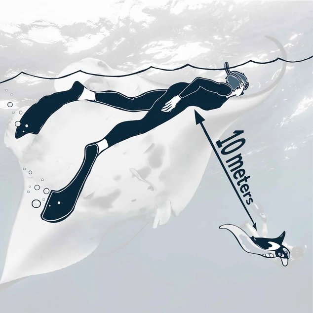 Graphic of a scuba diver and a manta ray separated with a double ended arrow and text reading "10 meters"