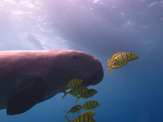 dugongs 