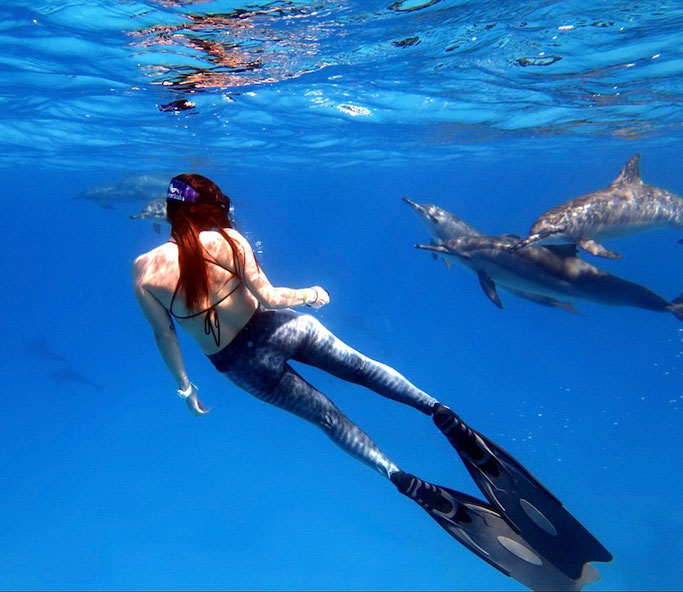 swimming with dolphins in Egypt