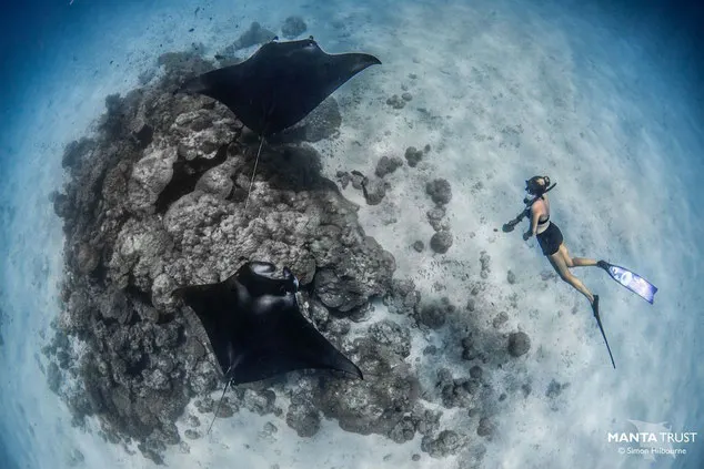 Two manta rays swim over a small area of reef, with a woman freediving close by