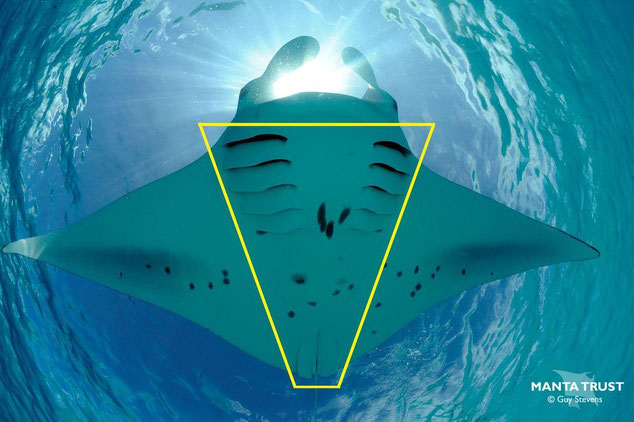 Underside of a manta ray's belly, with the center markings highlighted in a yellow triangle