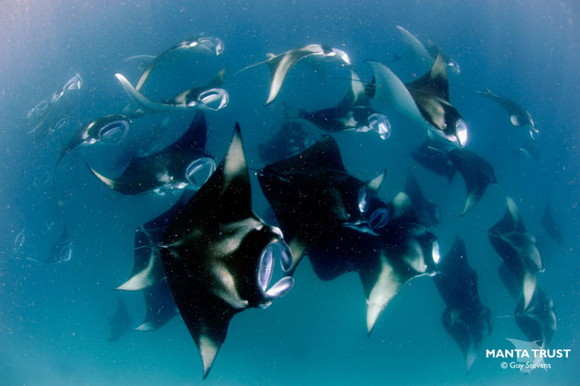 Underwater image of a large group of feeding manta rays taken from above