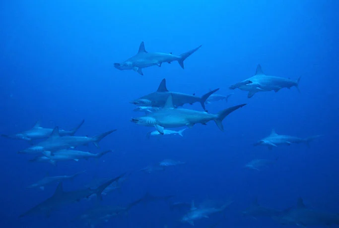 hammerhead sharks in asia