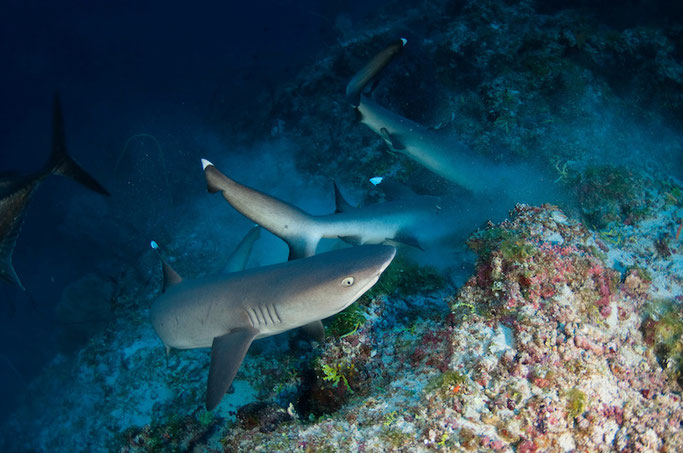 shark diving maldives
