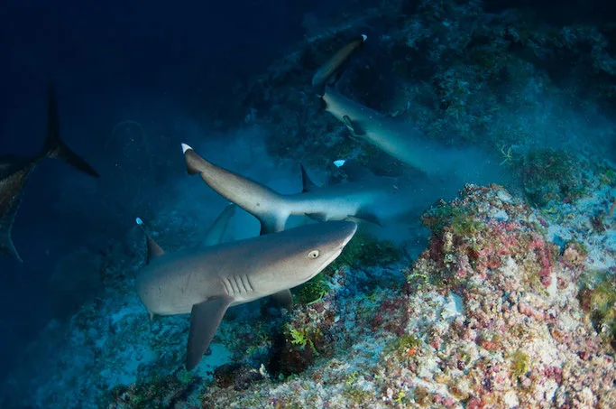 shark diving maldives