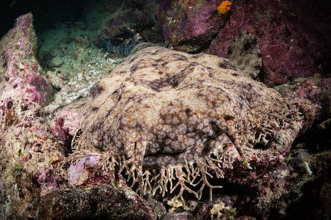 wobbegong shark