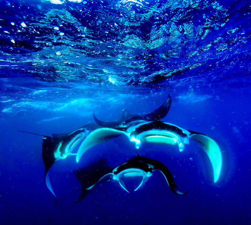 Scuba Diving in French Polynesia