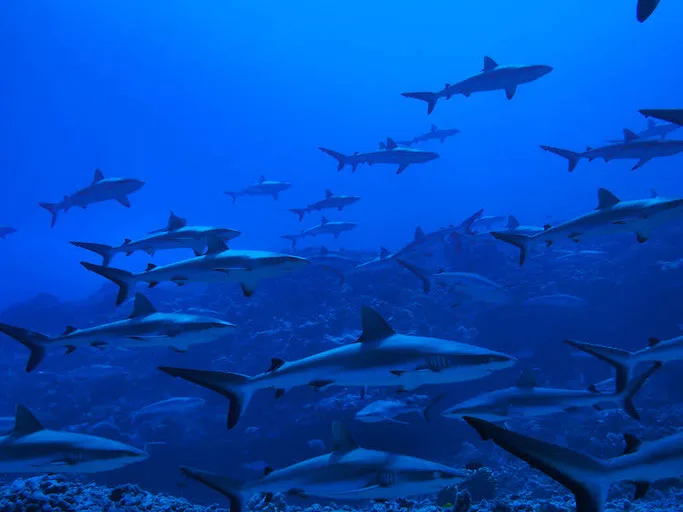 scuba diving french ployonesia 