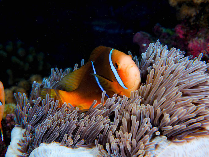 scuba diving Tahiti 