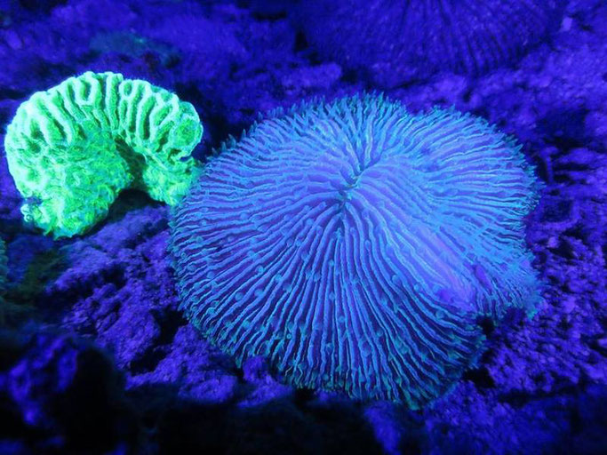 uv night diving 