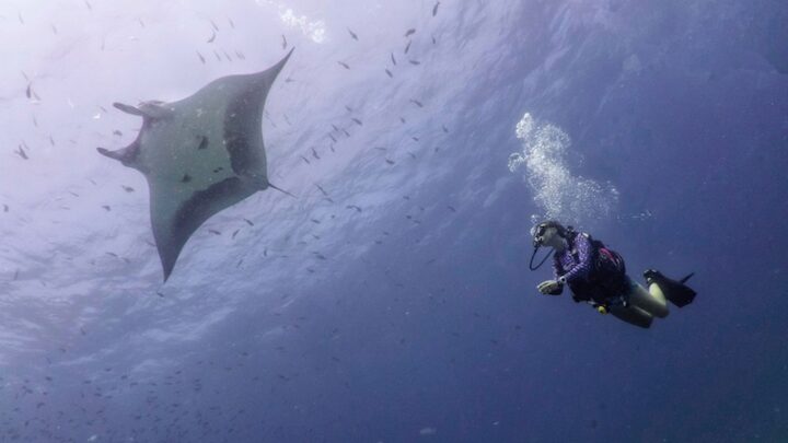 Scuba Diving with giant manta rays in La Reina, La Paz