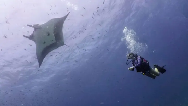 Scuba Diving La Reina