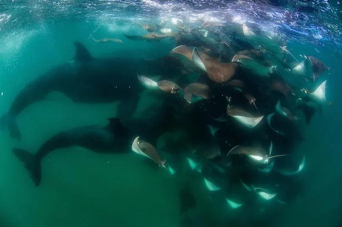 diving in los cabo