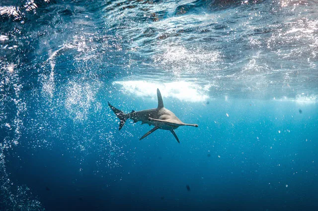 Hammerhead shark swimming towards the camera