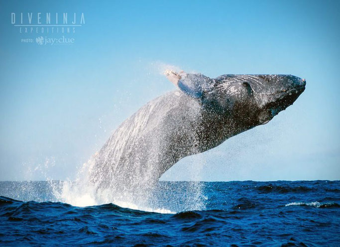 scuba diving los cabo